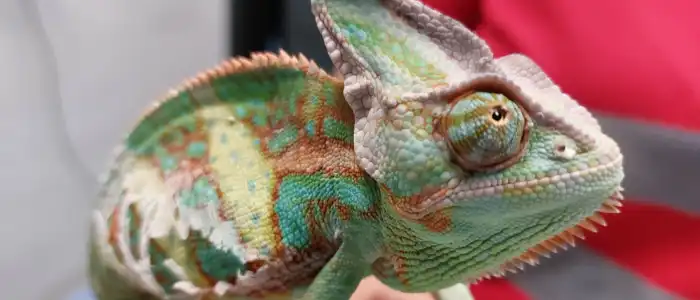 Una iguana bajo nuestro cuidado