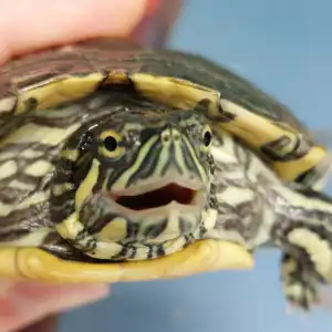 Tortuga en Consultorio Veterinario Ebro: Especialistas en pequeños