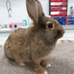 Conejo relajado en Consultorio Veterinario Ebro: Bienestar integral
