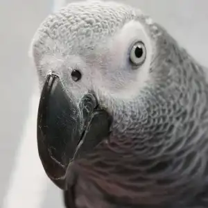 Loro exótico en Consultorio Veterinario Ebro: Especialistas en aves