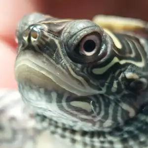 Tortuga mayor en Consultorio Veterinario Ebro: Tratamiento integral