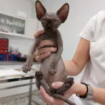 Gato feliz en Consultorio Veterinario Ebro: Salud y bienestar