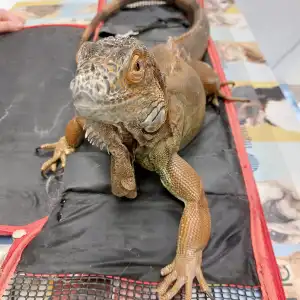 Reptil protegido en Consultorio Veterinario Ebro: Prevención eficaz
