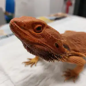 Iguana en consulta oftalmológica en Consultorio Veterinario Ebro: Cuidado de ojos