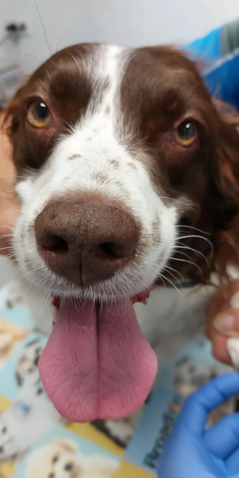 Consultorio Veterinario Ebro: Perro feliz en la clínica