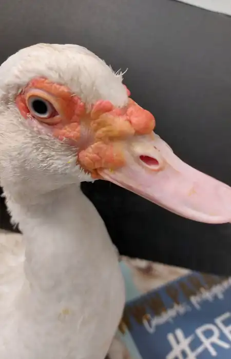 Mascota y dueño felices en Consultorio Veterinario Ebro: Confianza y satisfacción