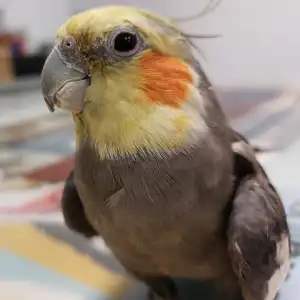 Loro curioso en Consultorio Veterinario Ebro: Salud y felicidad