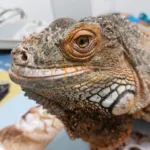 Iguana disfrutando de su comida en Consultorio Veterinario Ebro: Nutrición equilibrada