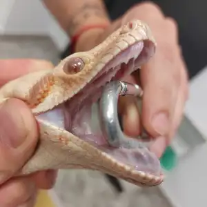 Una serpiente en su revisión en nuestra clínica