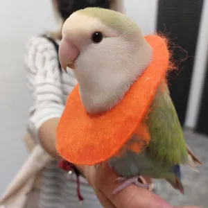 Loro recibiendo atención amorosa en Consultorio Veterinario Ebro: Cuidado personalizado