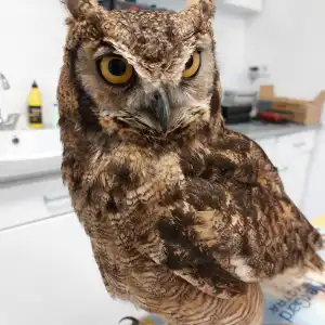 Un Búho en una sesión de terapia alternativa